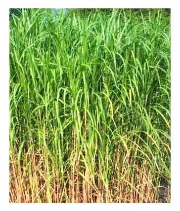 Miscanthus japonicus ́Giganteus ́ Ozdobnice velká - PRODEJ ROSTLIN