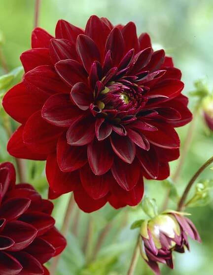 Dahlia Arabian Night