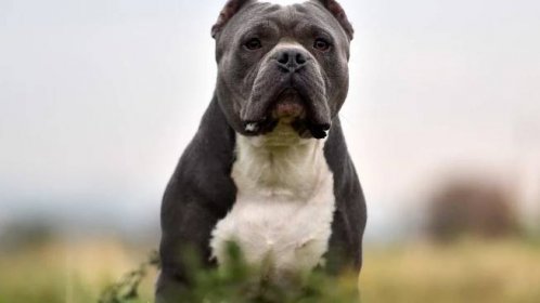 American Bully XLs will not be culled under Rishi Sunak’s ban, says chief vet Christine Middlemiss...