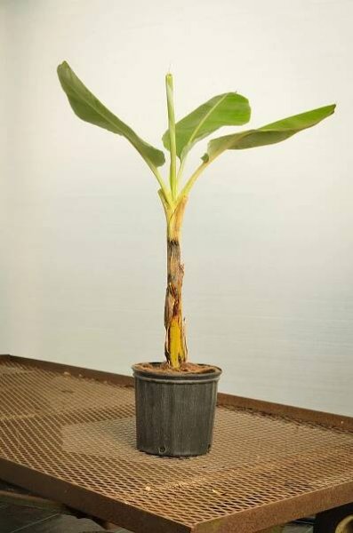 Banana Dwarf Goldfinger-9350.jpg
