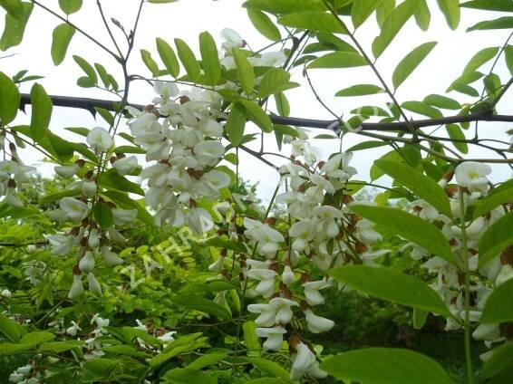 Trnovnk akt - Robinia pseudoacacia