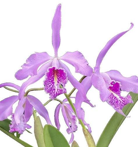 Cattleya Warneri