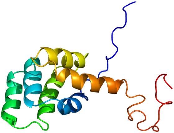 Fas receptor