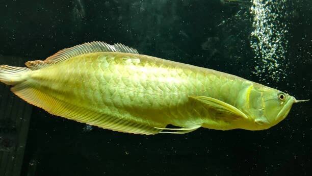 asijská ryba arowana ve vodě - osteoglossidae - stock snímky, obrázky a fotky