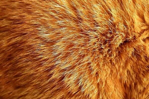 Difference Between Cat Fur And Coat