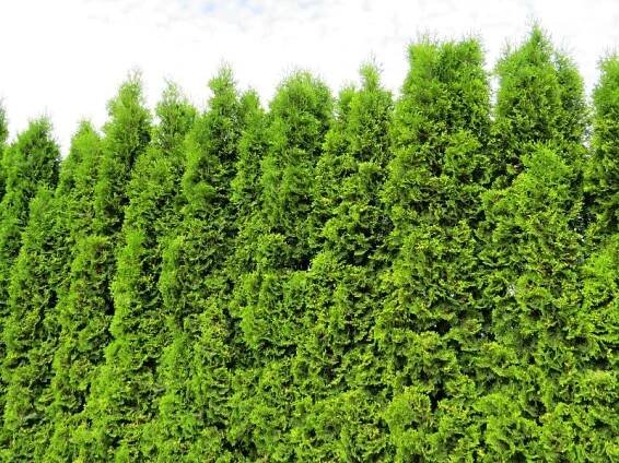 Thuja occidentalis Malonyana | jehličnaté |Zahradnictví Franc 