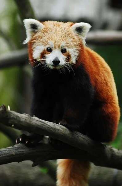 Co nabízí ostravská zoo v zimě? Originální vánoční dárky i levnější vstupné