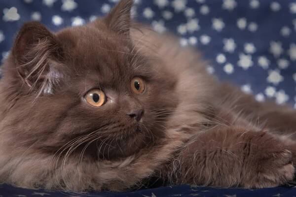 Koty Thomasa.:.Maine Coon.:.Brytyjskie Długowłose.:.