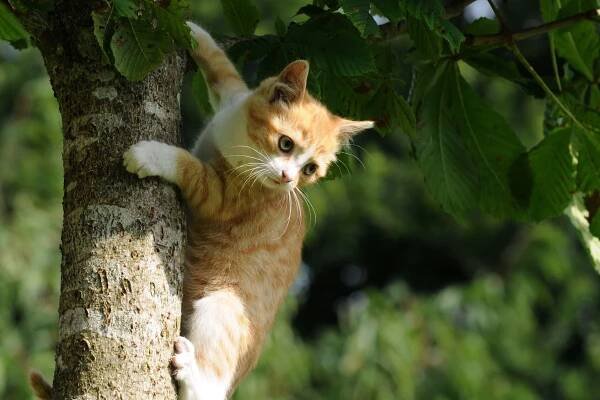 Male Cat Names: The A-Z Of 275 Terrific Tomcat Names