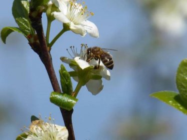 Jaro přeje zlodějům včelích úlů. Zamezit krádežím může GPS
