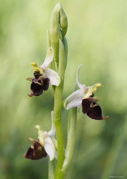 Tořič čmelákovitý Holubyho (Ophrys holoserica subsp holubyana)