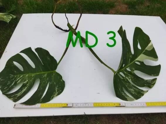 Monstera alba (deliciosa albo variegata) řízek