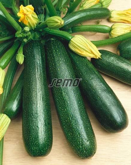 HOBBY, Zelenina - Tykev cuketa Startgreen F1, 0611
