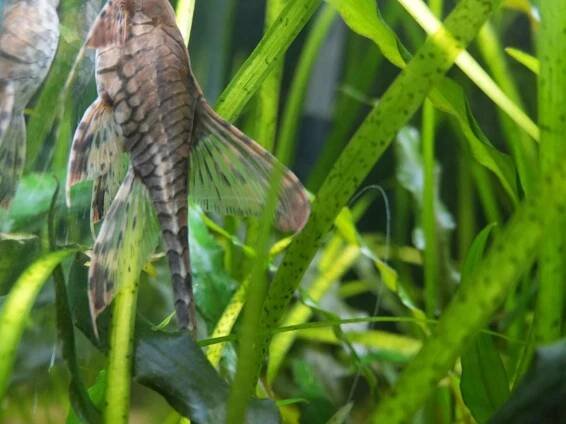 "Sturisoma panamense: Rozdíly mezi samcem a samicí" | ForAquarist.com