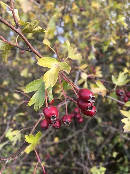 Hloh jednosemenný, (Crataegus monogyna)