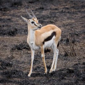 File:Serengeti Thomson-Gazelle3.jpg - Wikimedia Commons
