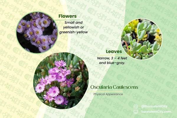 Plant Physical Part of Oscularia Caulescens Image