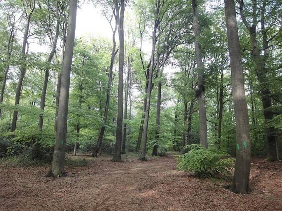 Eichen-Buchenwald Strothbach