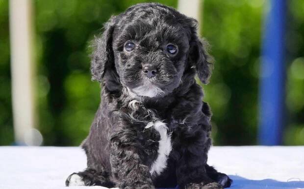 Jak rozumět Maltipoo mini nebo standard?