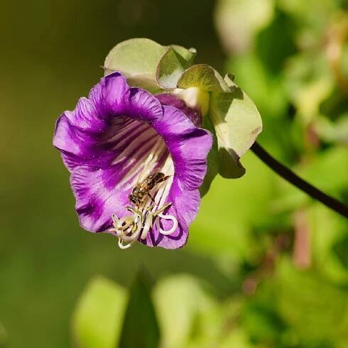 Vilec šplhavý fialový – Cobaea scandens – osivo vilce