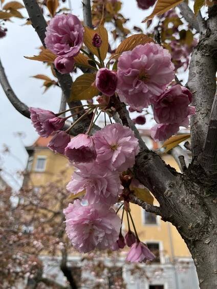Sakura ozdobná, (Cerasus serrulata)