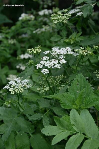 Berula erecta - potočník vzpřímený | Apiaceae - miříkovité | Natura Bohemica