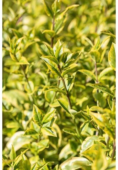 OBI Ptačí zob vejčitolistý (Ligustrum ovalifolium) "Aureum" výška 80-100 cm 10 l
