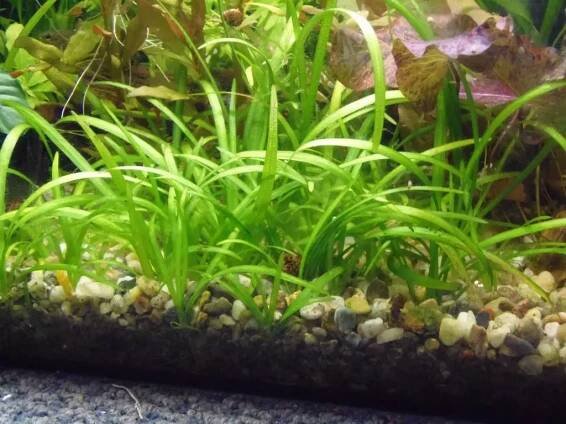 Sagittaria subulata