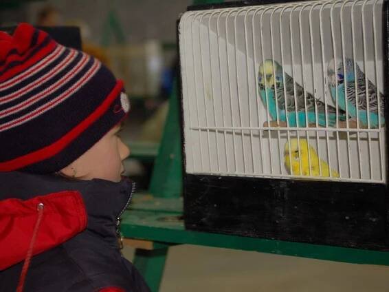 Exotické ptacvo nalákalo v mrazu davy lidí