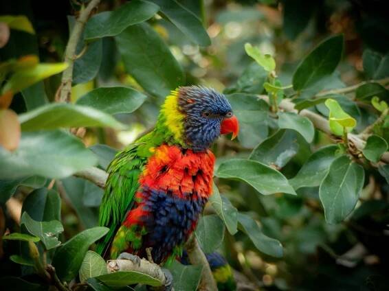 Základová fotografie na téma australské volně žijících živočichů, australský pták, barevný, canon eos 600d, červená, dešťový