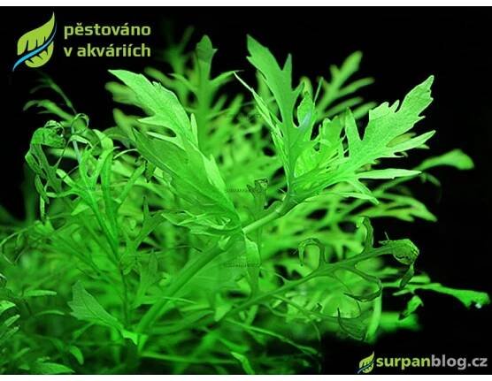 Hygrophila difformis - SURPAN