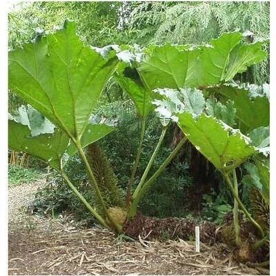 Gunera (barota rukávovitá) - cibuloviny - Gunnera manicata - 1 ks