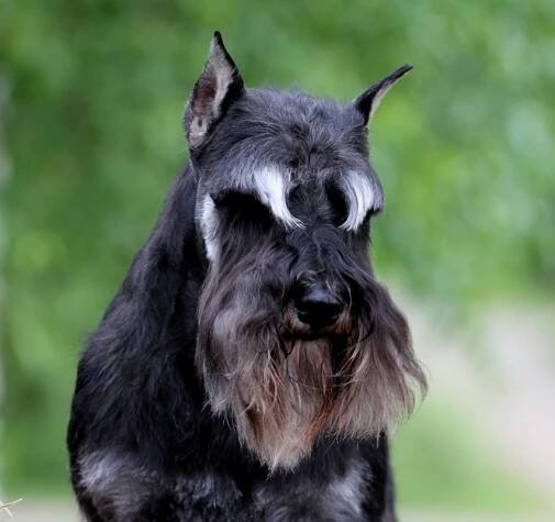 Dogs – Rogue One’s Miniature Schnauzers