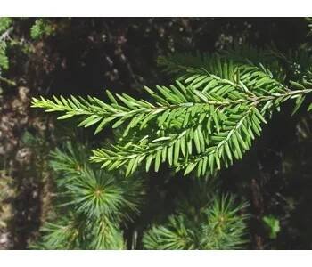 Tsuga canadensis 40–50 CM