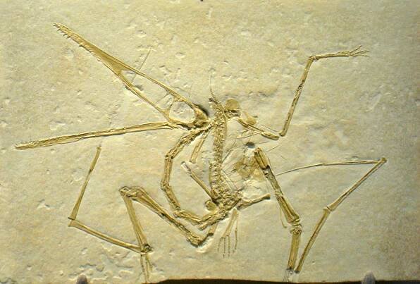 Pterodactylus
