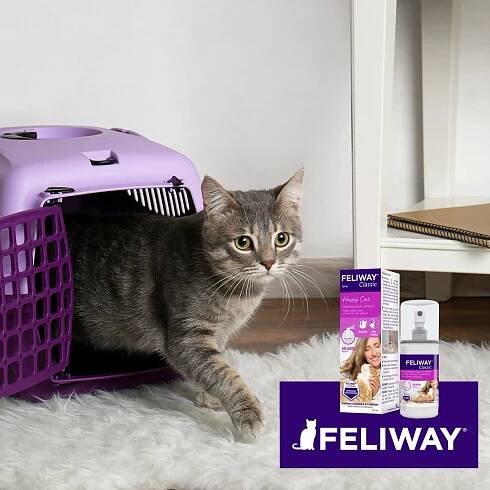 Show full view: Feliway Classic Calming Spray for Cats, 60-mL slide 6 of 9