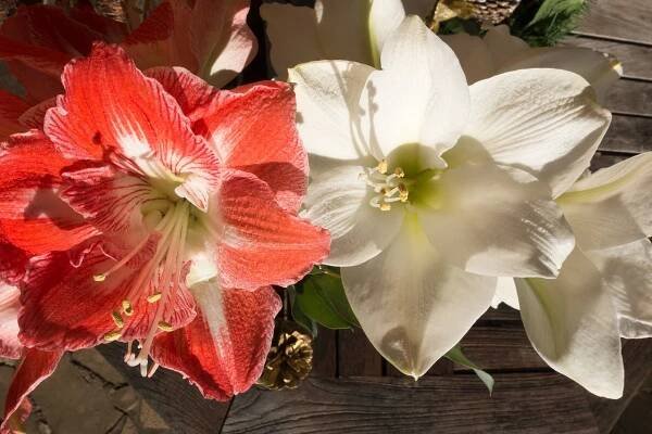 Amaryllis