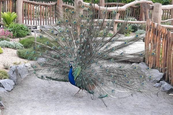 Výlet k MDD - ZOO Olomouc | ZŠ a MŠ Předklášteří