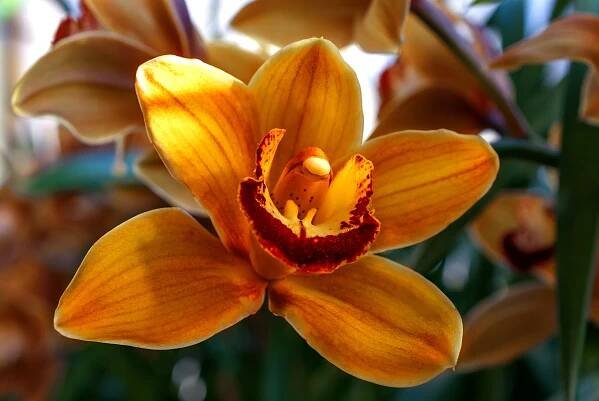 Oranžová orchidej: co to je, jaké jsou pěstební vlastnosti a odrůdy, fotografie rostliny
