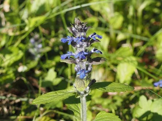 Zběhovec plazivý Ajuga reptans | Blanokřídlí v Praze