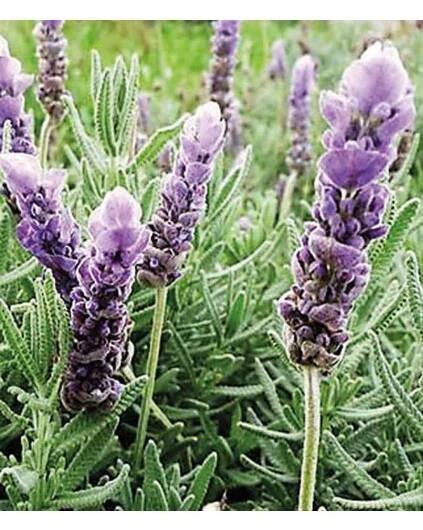 Lavandula dentata