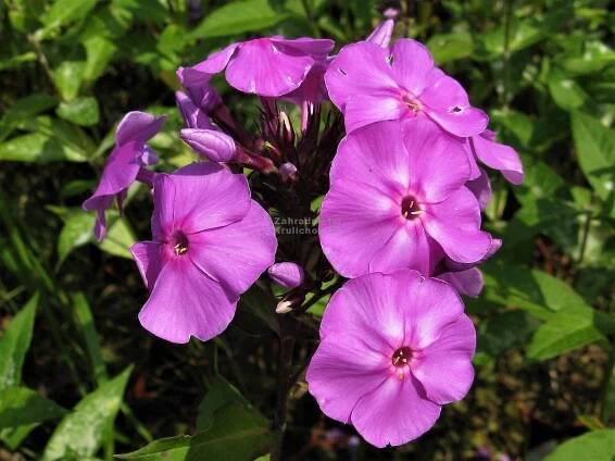 Phlox paniculata " Blue Boy " - flox, plamenka Zahradnictví Krulichovi - zahradnictví, květinářství, trvalky, skalničky