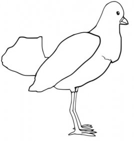 Omalovánka, obrázek Ptáček - Ptáci - k vytisknutí, pro děti k vybarvení zdarma, online ke stažení a vytištění