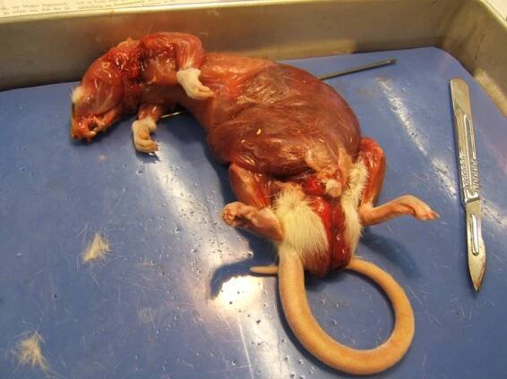 Rattus norvegicus – die Laborratte – Die kleine Welt eines Biologie-Studenten