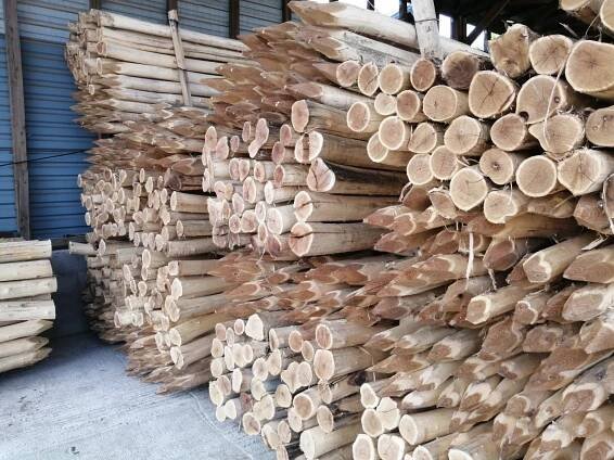 TARTAK MADERAPOL :PALE slupy belki KOROWANE Z AKACIA , chmielowe ,podpory dla siatek przeciwgradowych , 5 m 6m 9m (ROBINIA