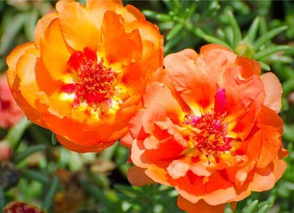 The Best Container Plants for Full Sun - Bob Vila