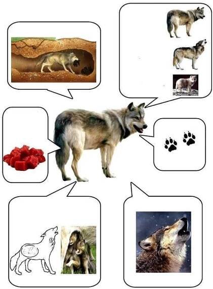 an animal life cycle with pictures of wolfs, roses and other things in it