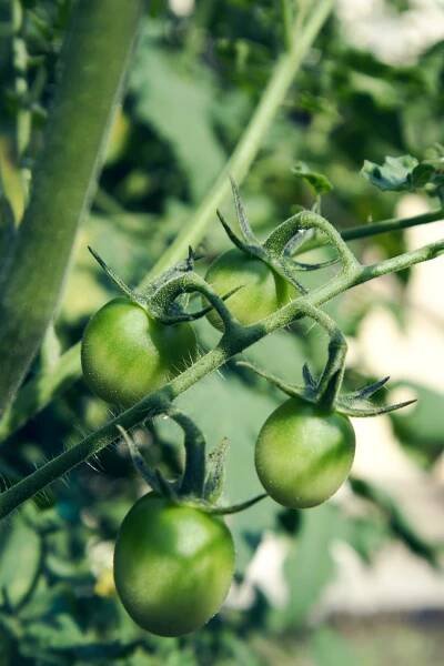 cherry-tomatoes-1496271