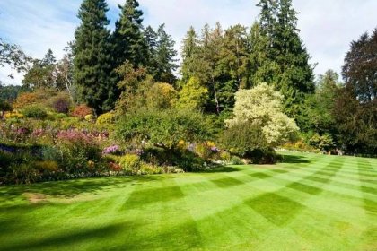 evergreen plants in the garden with a manicured lawn