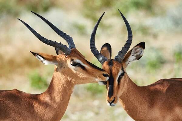 Dvě černé překližované impala — Stock obrázek